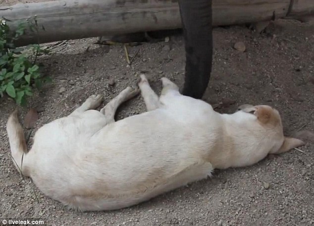 After taking a brief moment to reflect, the baby elephant then uses his strong trunk to lift the dog's front paws from the dust and try to lift him from the ground