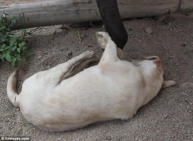 Even with his paws at least a foot off the ground, the dog refuses to stir