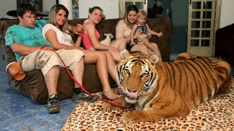 Cả gia đình sống cùng 7 con hổ