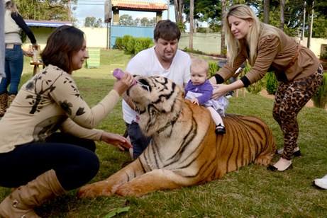 Cả gia đình nuôi 7 chú hổ dữ làm thú cưng