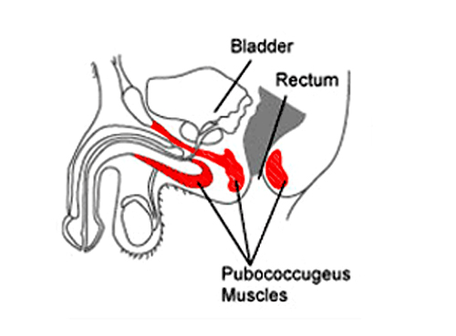 Bài tập Kegel giúp cuộc 'yêu' thăng hoa 1