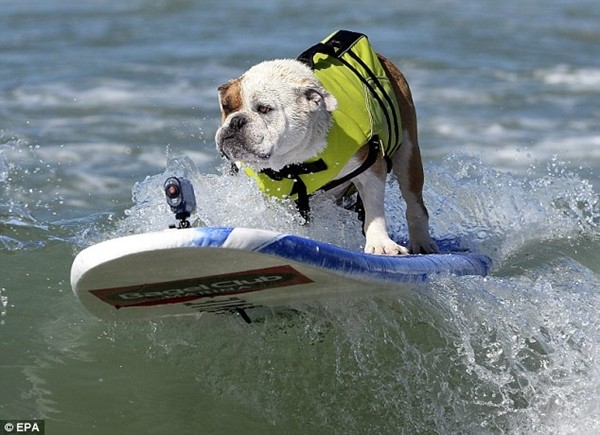 Kỳ lạ cuộc thi lướt sóng dành cho chó 3