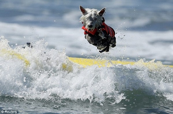 Kỳ lạ cuộc thi lướt sóng dành cho chó 4