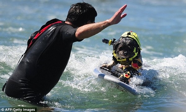 Kỳ lạ cuộc thi lướt sóng dành cho chó 12