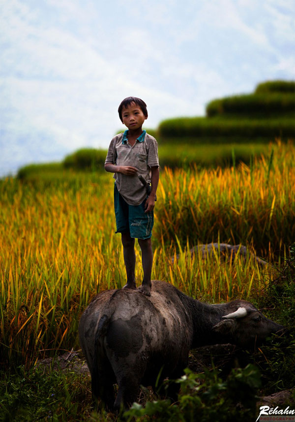  	Đứa bé chăn trâu.