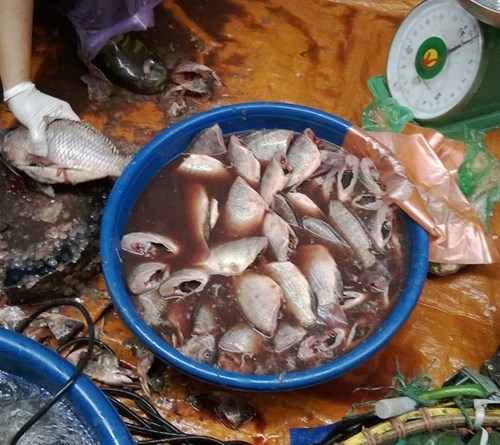 Bún cá: món khoái khẩu làm từ cá ươn, cá thối 1