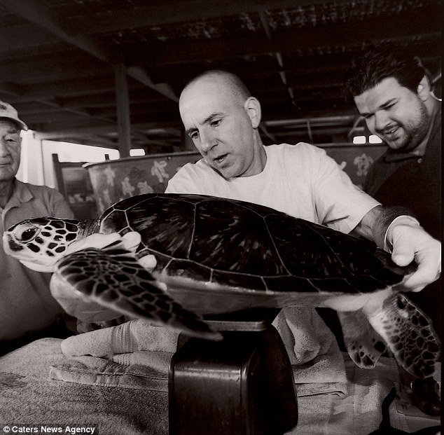 A turtle rescuer weighs up one of the lucky creatures he hauled to safety