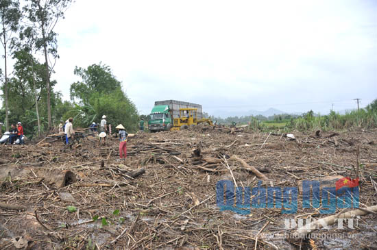 Một rừng gỗ ở khu vực giáp ránh giữa xã Tịnh Minh và Tịnh Bắc.