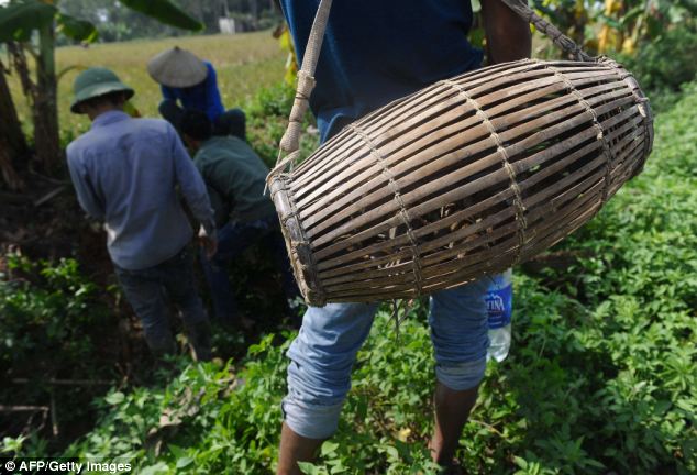 Một thợ săn chuột mang theo một lồng tre với những con chuột bị bắt trong khi đồng đội của mình đặt bẫy chuột trong một lĩnh vực trong huyện Hoài Đức của Việt Nam