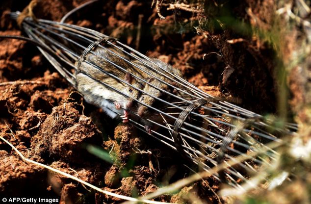 Chuột bị bắt trong một cái bẫy trong một chuyến đi săn ở một trường trong huyện Hoài Đức