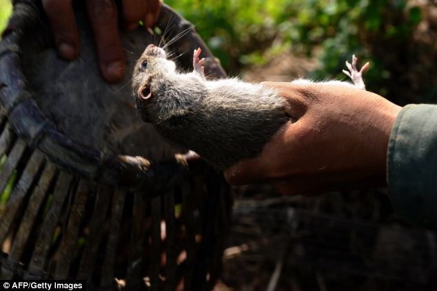 Bắt: Một người đàn ông đặt một con chuột bị bắt vào một cái lồng tre trong một chuyến đi săn