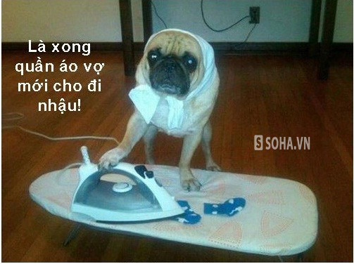 Chùm ảnh chế : Khi động vật có cảm xúc,chúng sẽ thế nào?