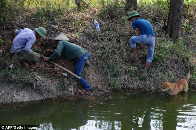 Thợ săn chuột đặt bẫy trong một chuyến đi săn ở một trường trong huyện Hoài Đức ở ngoại ô Hà Nội