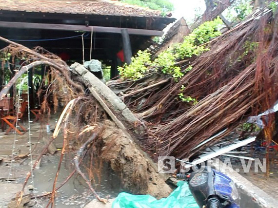 TP.HCM: Hàng chục cây xanh bị quật đổ sau trận mưa lớn