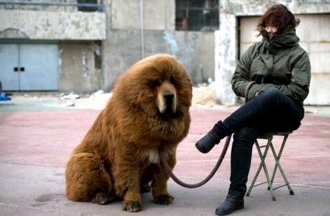 Con chó ngao được rao bán giá 5 triệu Nhân dân tệ. (Nguồn: AFP)