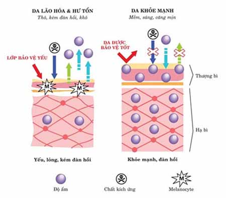 Điểm mặt 5 "thủ phạm" khiến da bạn xấu đi trông thấy 2