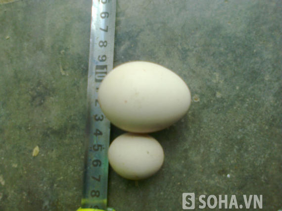 
	Quả trứng gà tại gia đình chị Tâm chỉ dài 3 cm, to 1,9 cm