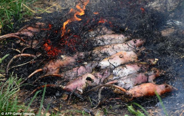 Miếng ngon: Chuột nấu trên ngọn lửa trong Đan Phượng ở vùng ngoại ô của thủ đô Hà Nội của Việt Nam