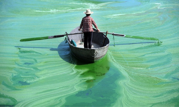 Một người đàn ông chèo thuyền trên hồ Cư Sào bị phủ kín bởi tảo xanh ở tỉnh An Huy, Trung Quốc. Đây là hồ nước ngọt lớn thứ 5 ở quốc gia này.