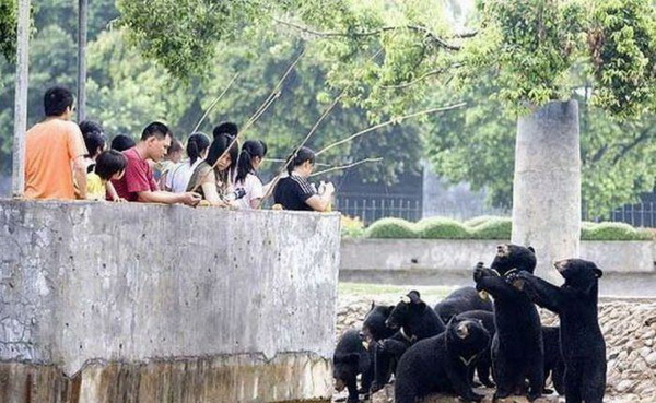 	Câu gấu.