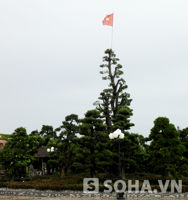  	Cờ tổ quốc bay phấp phới trong vường kiểng triệu đô của đại gia Trầm Bê.