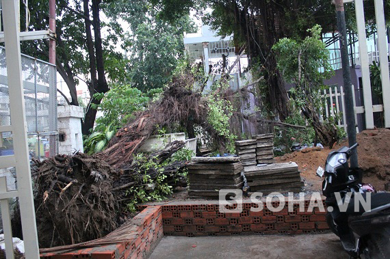 TP.HCM: Hàng chục cây xanh bị quật đổ sau trận mưa lớn