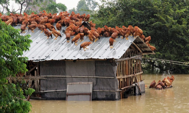 Đàn gà đậu trên mái tôn để tránh nước lũ do siêu bão Utor gây ra trong một trại nuôi gia cầm ở Trung Quốc.