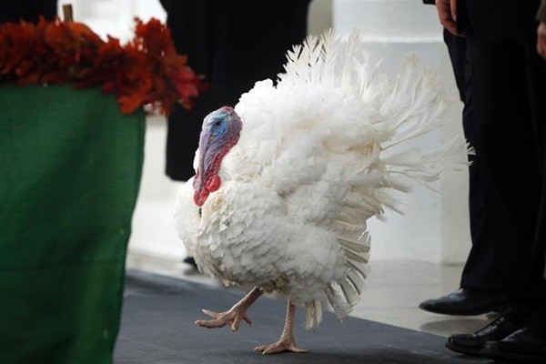 Tổng thống Obama tha chết cho gà tây, mở màn mùa lễ Tạ ơn 3