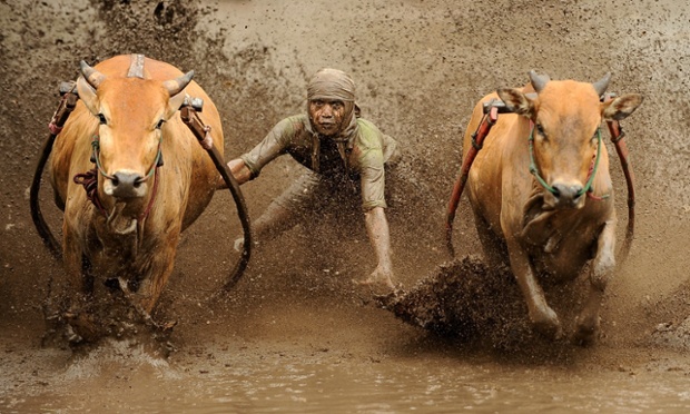 Cuộc đua bò trên bùn ở Pacu Jawi in Batusangkar, Indonesia.