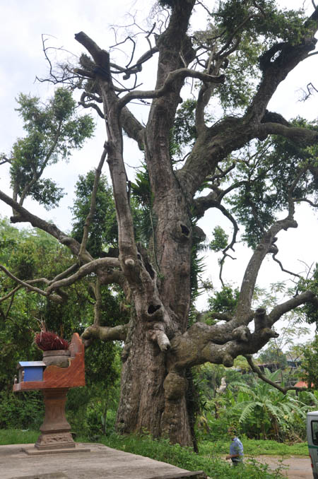 
	Hai cây Táu (ở đền Thiên Cổ thôn Hương Lan, xã Trưng Vương, TP Việt Trì, Phú Thọ) có tuổi thọ 2.100 năm tuổi. (Ảnh: Minh Phúc)