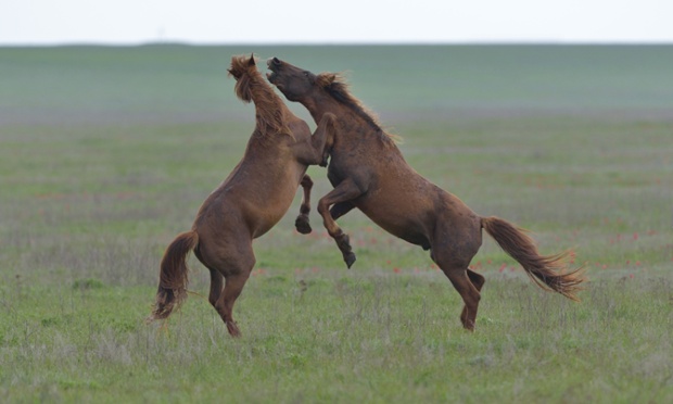 Hai con ngựa hoang đánh nhau trên thảo nguyên trong khu bảo tồn thiên nhiên Rostov trên đảo Vodny, Nga.