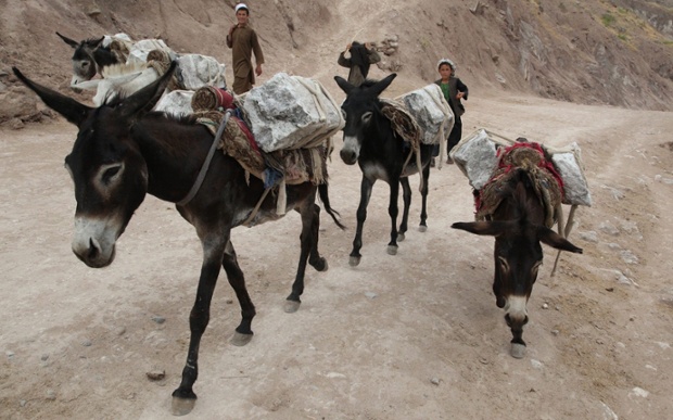 Những con lừa được sử dụng vận chuyển muốn ra khỏi mỏ ở Namak thuộc tỉnh Takhar, Afghanistan.