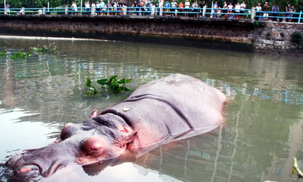 Một con hà mã bơi dưới một con sông ở thành phố Sán Đầu, Trung Quốc. Nó đã thoát khỏi vườn thú của thành phố nhờ nước lũ ngập hàng rào bao quanh vườn thú.
