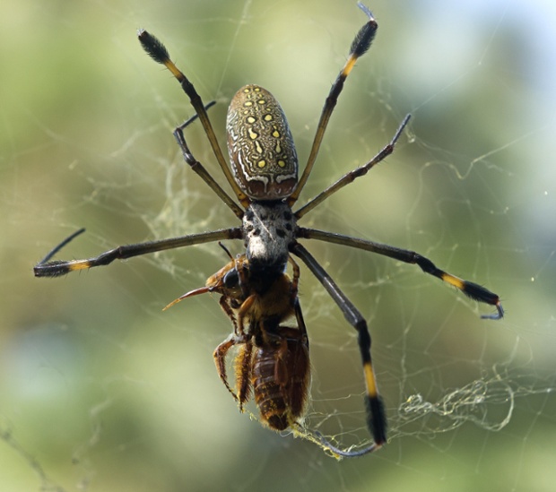 Một con nhện Nephila Clavata đang ăn ong mắc trên lưới ở Mexico.