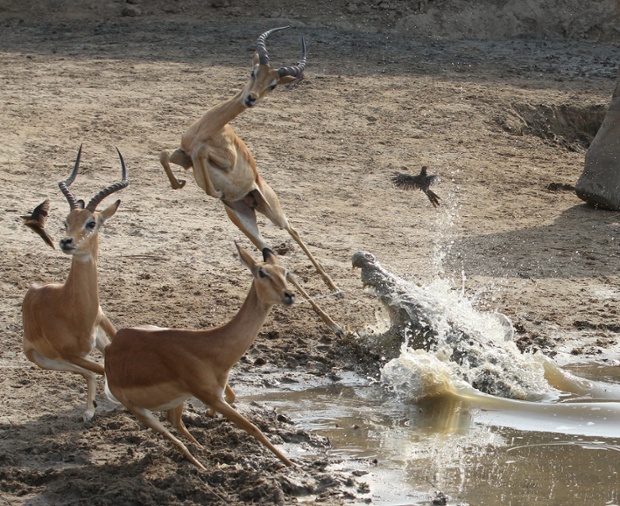Cá sấu tấn công linh dương đang uống nước ven sông trong vườn quốc gia South Luangwa, Zambia.