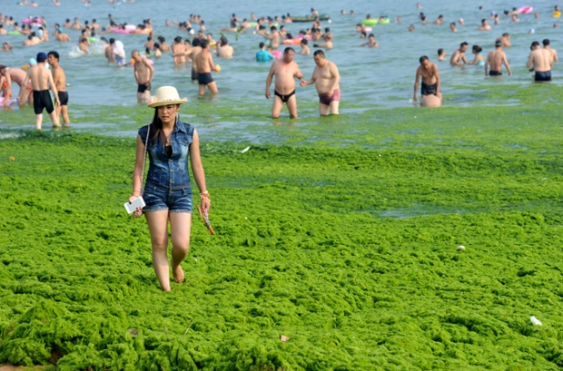Khách du lịch tắm trên bãi biển phủ đầy tảo xanh ở Thanh Đảo, Trung Quốc.