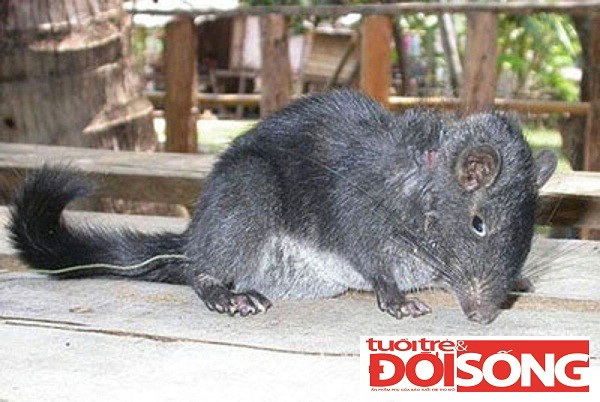  	Chuột "tuyệt chủng" bẫy được tại bản Ón