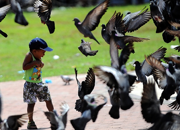 Cậu bé phản ứng sợ hai khi chim bồ cầu bay trên quảng trường Cộng hòa ở Male, Maldives.