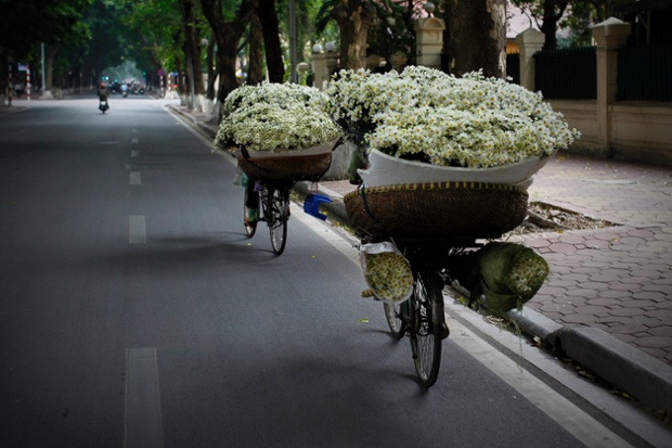 Hai phụ nữ đạp xe chở hoa cúc bạch đi bán trên đường phố ở Hà Nội, Việt Nam.