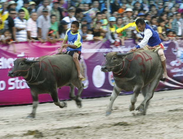 Lễ hội đua trâu nước truyền thống được tổ chức tại tỉnh Chonburi, Thái Lan.