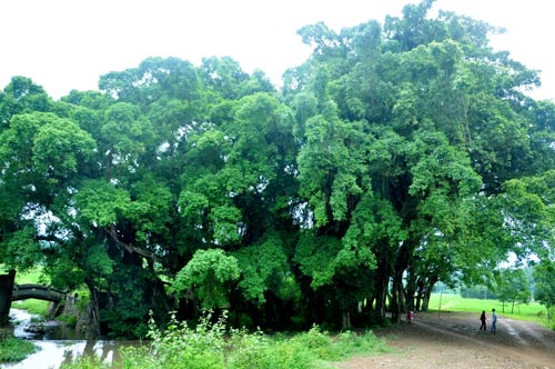 
	Cây sanh cổ thụ đầu làng Suối Cốc (xã Hợp Hòa, Lương Sơn, Hòa Bình).