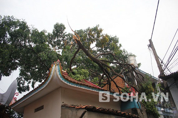 TP.HCM: Hàng chục cây xanh bị quật đổ sau trận mưa lớn