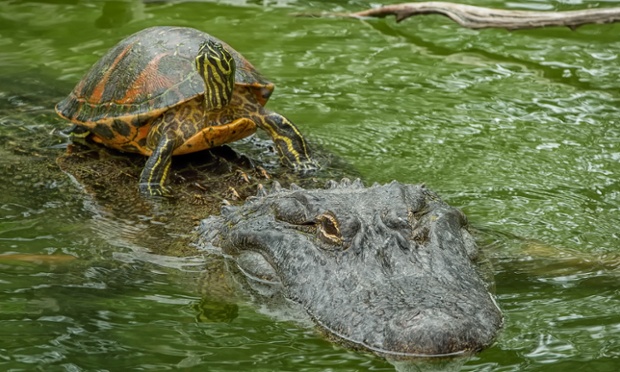 Rùa cưỡi cá sấu trong công viên hải dương ở San Antonio, Texas, Mỹ.