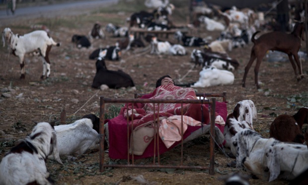 Một người đàn ông ngủ trên giường cạnh những con dê tại chợ gia súc ở Islamabad, Pakistan.