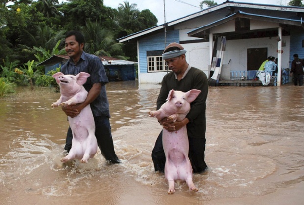 Hai người nông dân ôm lợn khỏi một trang trại ngập lụt ở tỉnh Phitsanulok, Thái Lan.