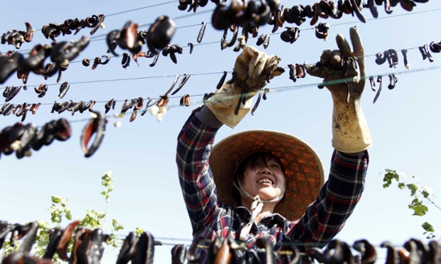 Một phụ nữ treo đỉa lên dây để phơi khô tại tỉnh Giang Tô, Trung Quốc. Đỉa được sử dụng như một vị thuốc trong y học truyền thống Trung Quốc.