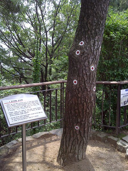 	Cây thông trên đồi Bukaksan - tượng đài tự nhiên tưởng nhớ cuộc đột kích năm 1968