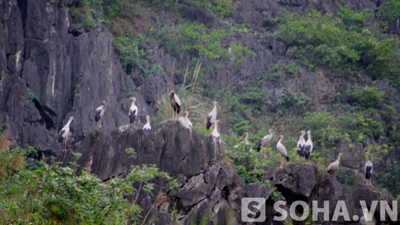 Thời điểm mùa hè và mùa thu (đặc biệt là trước và sau mùa gặt lúa) là thời điểm chim hoang dã có số lượng đông nhất (cả về sinh sản và chim di cư).