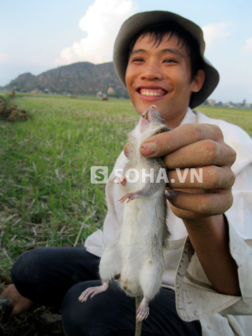 Chuột làm thực phẩm trong ngày Tết của làng Đông Môn nhất thiết phải là chuột đồng.