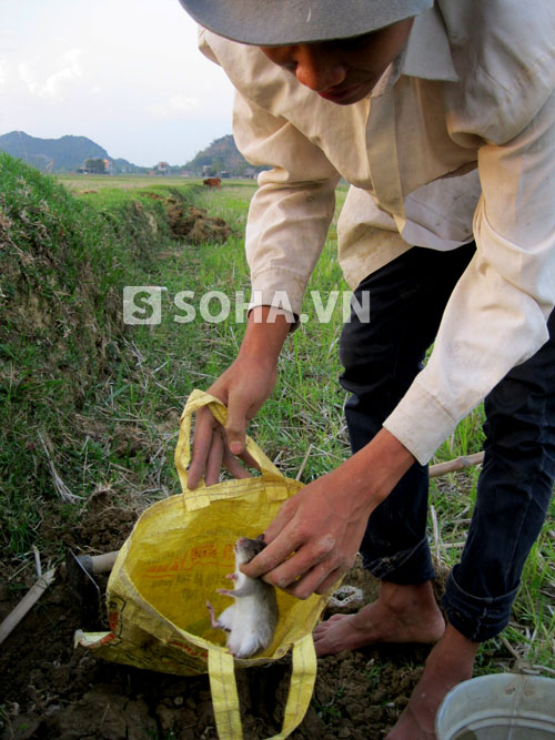 Câu chuyện săn chuột đồng và ăn Tết bằng thịt chuột của người làng Đông Môn gắn liền với giai thoại lịch sử về thành nhà Hồ.